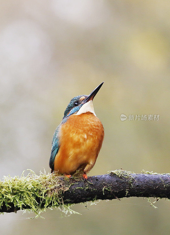 翠鸟(Alcedo atthis)